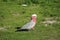 Galah cockatoo male on grass