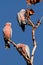 Galah Cockatoos, Australia