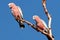 Galah Cockatoos, Australia