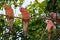 Galah Cockatoos - Cacatua roseicapilla, Kakadu National Park, No