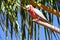 Galah Cockatoos - Cacatua roseicapilla, Kakadu National Park, No