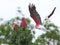 Galah cockatoos in tree, Australian wildlife