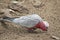 A galah eating