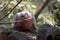 The galah is eating the bark off a tree