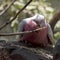 The galah is eating the bark off a tree