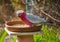 Galah Eating Seeds