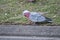 the galah is eating someting he found on the grass