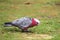 Galah (Eolophus roseicapilla)