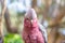 The galah Eolophus roseicapilla, also known as the galah or pink and grey.