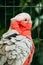 Galah Or Eolophus Roseicapilla, Also Known As The Rose-breasted Cockatoo, Galah Cockatoo, Roseate Cockatoo Or Pink And