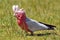 The galah Eolophus roseicapilla, also known as the rose breasted cockatoo, galah cockatoo, roseate cockatoo or pink and grey, is