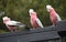 The Galah, Eolophus Roseicapilla, beautiful bird.