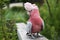 The Galah, Eolophus Roseicapilla, beautiful bird.