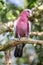 The galah (Eolophus roseicapilla) closeup image.