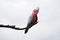 The Galah, Eolophus Roseicapilla on a tree branch.