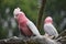 The Galah, Eolophus Roseicapilla on a tree branch.