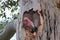 Galah in gum tree hollow, Australian wildlife