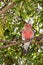 A galah, otherwise known as the pink and grey cockatoo or rose-breasted cockatoo, Eolophus roseicapilla, perched in a eucalyptus