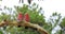 Galah pair, Eolophus roseicapilla, perched in tree