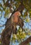 Galah parrot, Australia