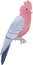 The galah parrot, pink and grey cockatoo - vector