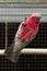 A galah, or pink and grey cockatoo, in a cage