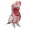 Galah. Pink parrot watercolor illustration. Realistic bird