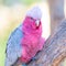 Galah Portrait