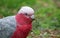 Galah portrait