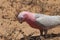 Galah portrait at Cape Range National Park