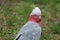 Galah portrait - Pink and gray Cockatoo