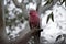 The galah is resting on a branch