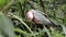 A galah rips the bark off the tree