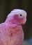 Galah - Rose-breasted Cockatoo