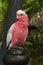 Galah, Rose-Breasted Cockatoo (Eolophus roseicapilla)