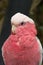 Galah, Rose-Breasted Cockatoo (Eolophus roseicapilla) macro