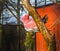 Galah, a rose breasted cockatoo hanging on a tree branch and nibbling on it, popular pet in aviculture, tropical bird from