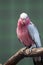 Galah, Rose-breasted Cockatoos, hung on branch