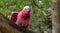 Galah Rose Cockatoo