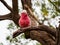 A Galah siting in a Tree