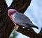 A Galah sitting on a dead tree branch