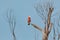 A Galah Sitting on a Tree Branch in the backyard - Rose Breasted Cockatoo