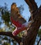 A Galah swooping down to get some food