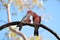 Galah in tree