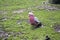 The galah is walking on the ground