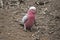 The galah is walking looking for food