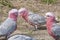 Galahs, Australian parrots with red and grey feathers.