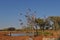 Galahs flying out of tree in australian outback water hole