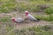 Galahs foraging for food on the ground in a field