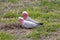 Galahs foraging for food on the ground in a field